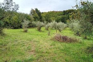 Casa con ulivi