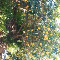 piantine dj limoni