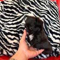 Chihuahua Maschio Pelo Lungo mini 70 gironi