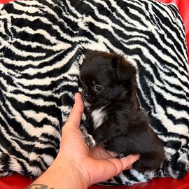 Chihuahua Maschio Pelo Lungo mini 70 gironi