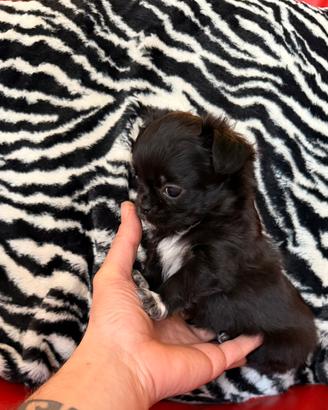 Chihuahua Maschio Pelo Lungo mini 70 gironi