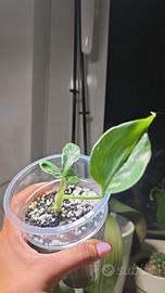 Monstera Bulbasaur (TC) n.10