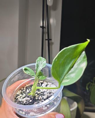 Monstera Bulbasaur (TC) n.10