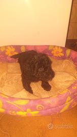 Maltipoo cucciolo