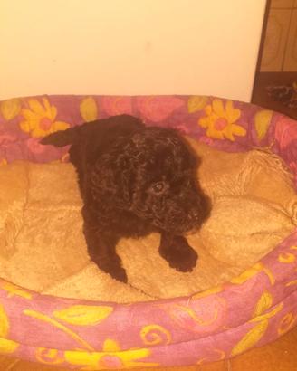 Maltipoo cucciolo
