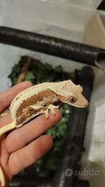 Geco Ciliatus femmina riproduttiva + Terrario