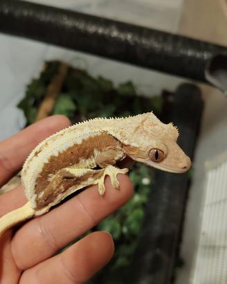 Geco Ciliatus femmina riproduttiva + Terrario