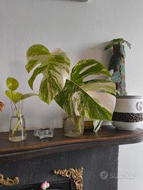 monstera Albo variegata 