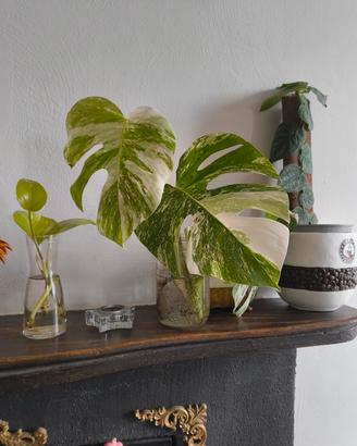 monstera Albo variegata 