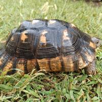 Tartaruga marginata maschio adulto e riproduttivo