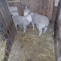 Agnelli razza Ile de France