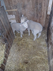 Agnelli razza Ile de France