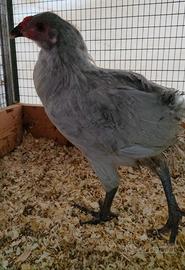 Gallo araucana inglese