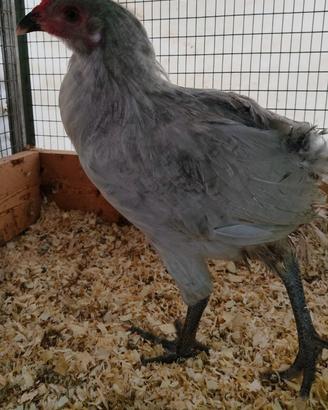 Gallo araucana inglese