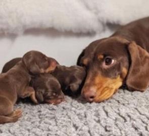 Cuccioli di bassotti Maschi Femmine