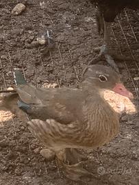 Animali ornamentali