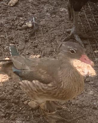 Animali ornamentali
