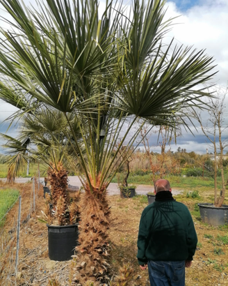 Palme Nane