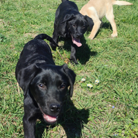 Cuccioli di labrador