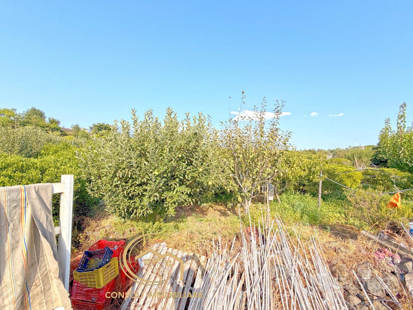 Agrumeto, frutteto, uliveto a Piedimonte Etneo - Vista 4