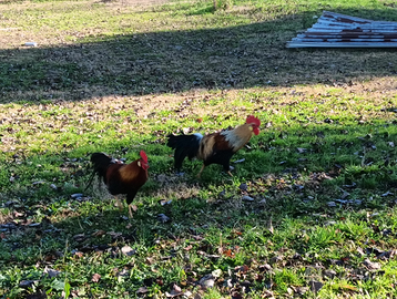 Galli livornesi collo oro