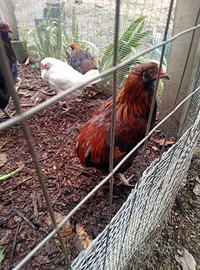 Gallo araucana