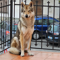 Cane lupo Cecoslovacco