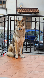 Cane lupo Cecoslovacco