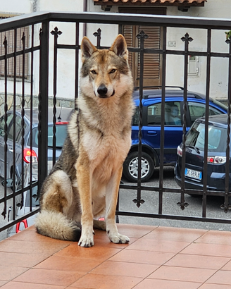 Cane lupo Cecoslovacco