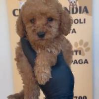 Barboncino mini toy albicocca 2M 2F anche a rate