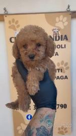 Barboncino mini toy albicocca 2M 2F anche a rate