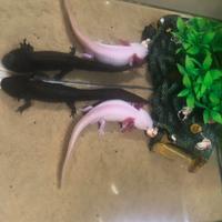 Axolotl