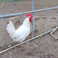 Livornese bianca