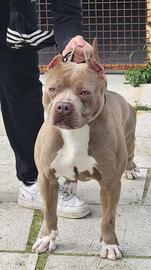Pitbull maschio