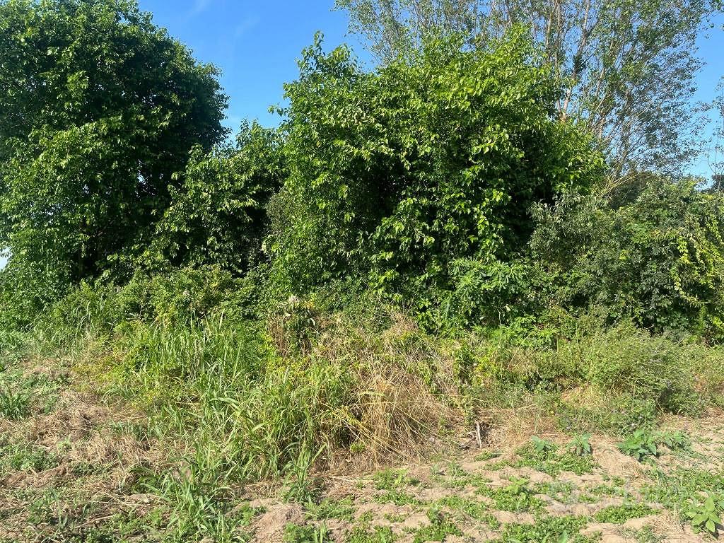 Terreno di 8500 m² a Codigoro - Vista 5