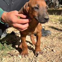 Cuccioli di Rhodesian Ridgeback