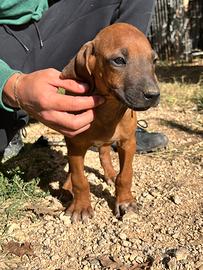Cuccioli di Rhodesian Ridgeback