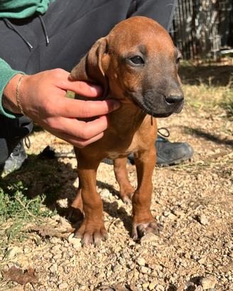 Cuccioli di Rhodesian Ridgeback