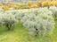 Immagine 12