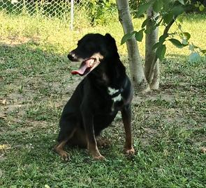 cane Argo