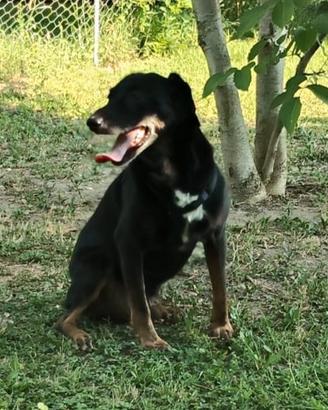 cane Argo