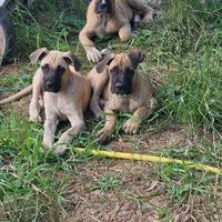 Cuccioli cane Corso