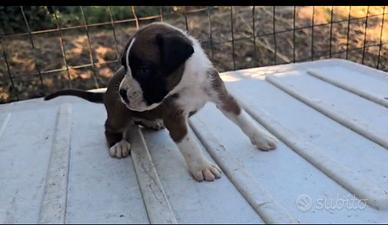 Boxer