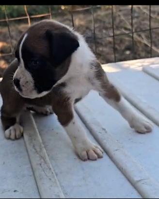Boxer