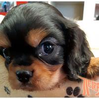 Cuccioli di CAVALIER KING CHARLES SPANIEL