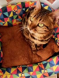 Gatti Bengala Brown e Snow