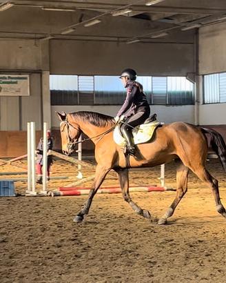 Cavalla Sella Italiana