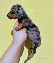 Cuccioli di bassotto arlecchino