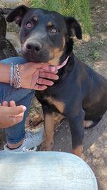 Cagnolina taglia media mix rottweiller