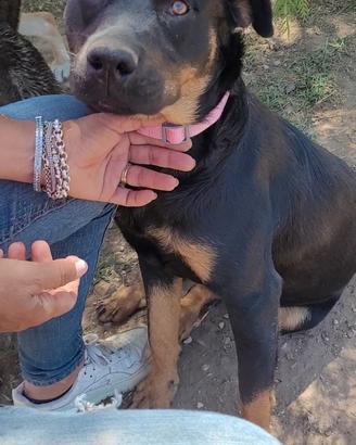 Cagnolina taglia media mix rottweiller
